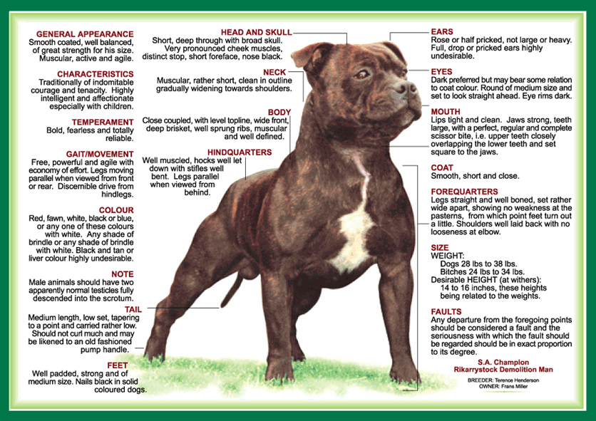 American Staffordshire Terrier Dog Breed Facts