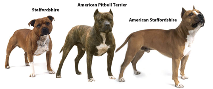 Breed info and Links - ​